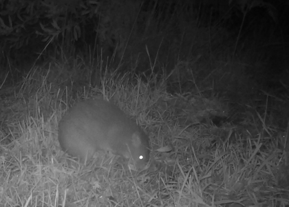 southern brown bandicoot